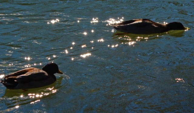 two ducks in sparkling water