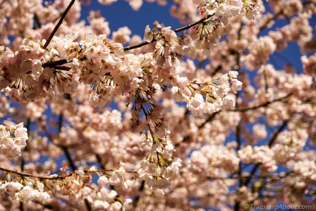 Portland spring blossoms Portland spring blossoms