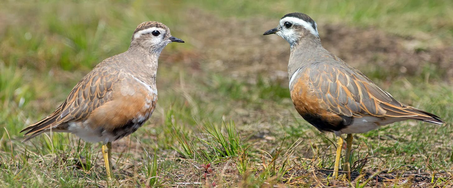 Eurasian Dotterel by John Tymon - BirdGuides
