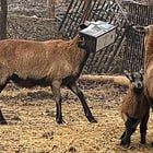 My sheep got her head stuck in a Guinness box...[on John Berger's 'stranger who stays']