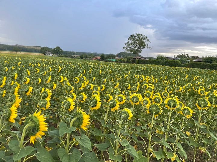Nature scenes of Switzerland featuring hay, sunflowers, a swan, and a village vista.