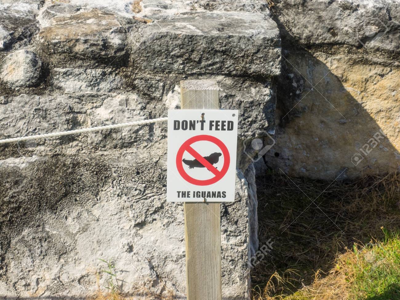 Do Not Feed Iguanas Sign In Cancun, Mexico Stock Photo, Picture and Royalty  Free Image. Image 93757978.