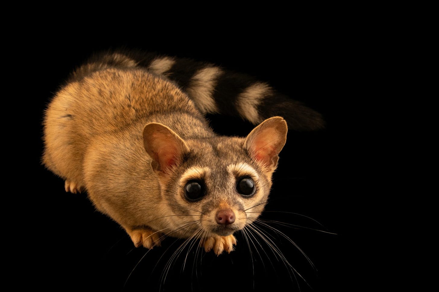 Photo: A female ringtail (Bassariscus astutus arizonensis) at the Miller Park Zoo in Bloomington, Illinois. Photo: A female ringtail (Bassariscus astutus arizonensis) at the Miller Park Zoo in Bloomington, Illinois.