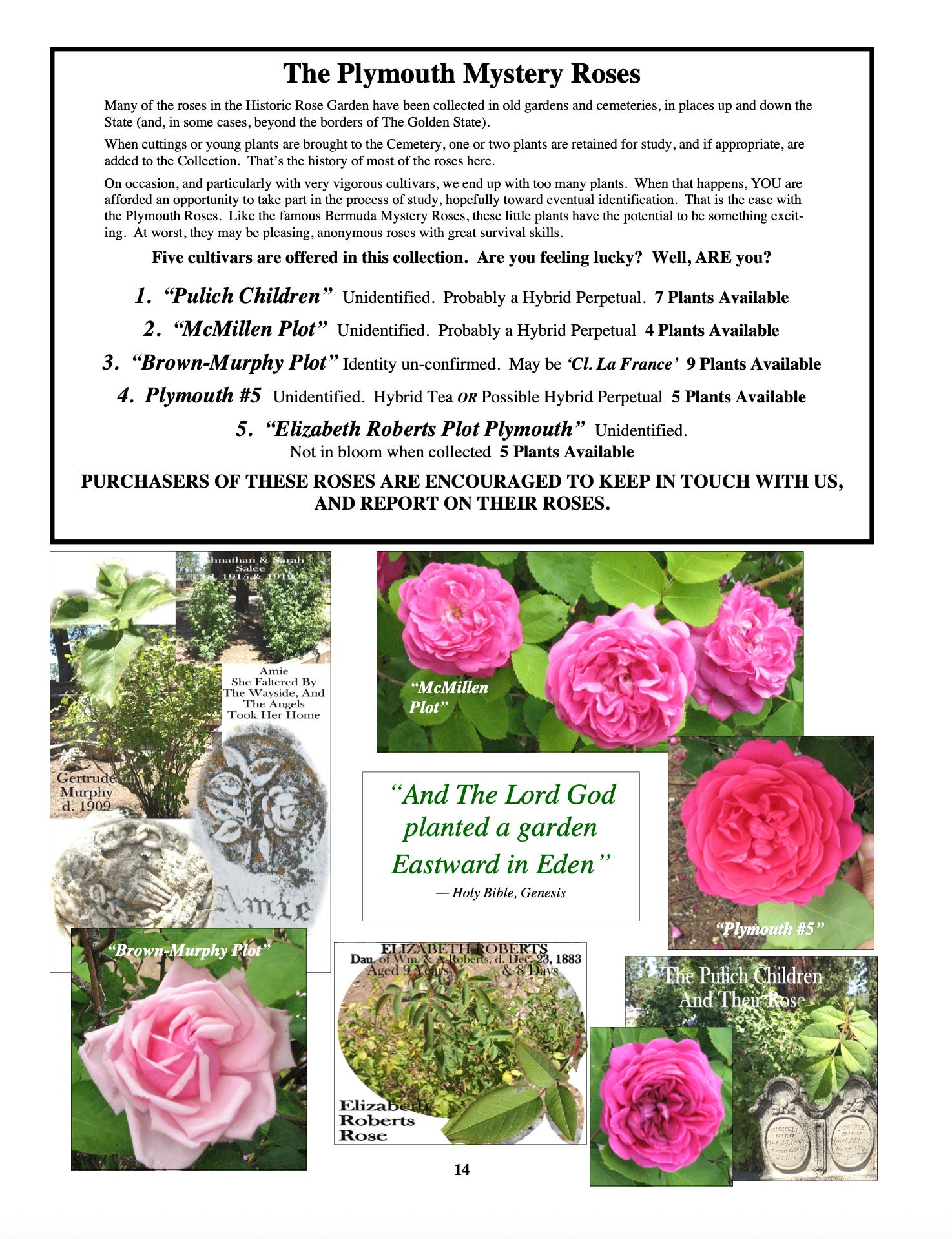 In Remembrance of Cemetery Roses: The Fight to Save Over 500 Historic ...