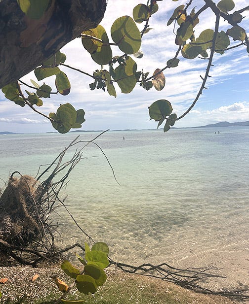 The lovely beach at Isla Palomino's