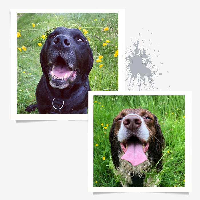 A large black labrador wearing a crown of buttercups and a wet springer spaniel in a field