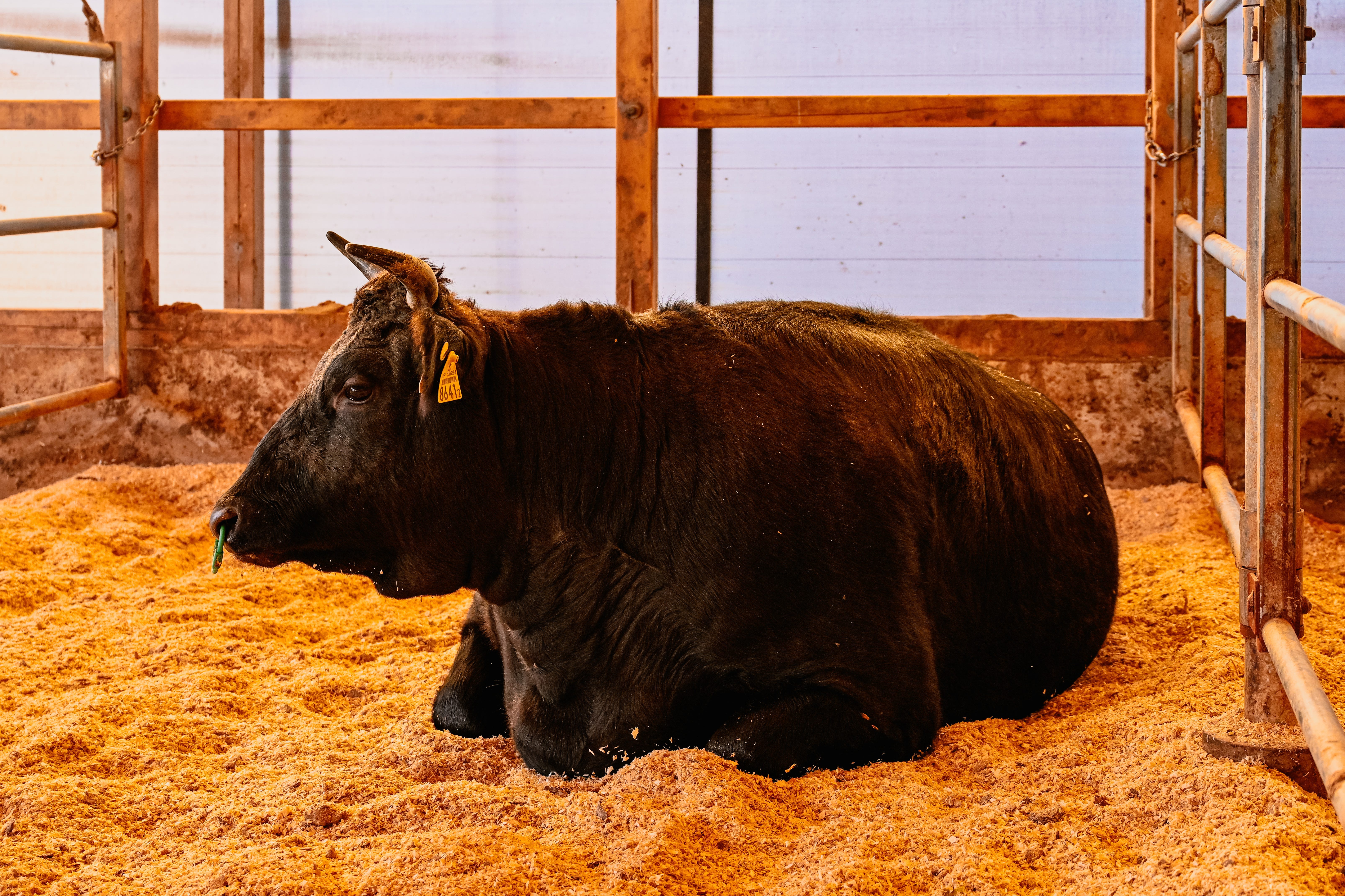 The renaissance of American beef