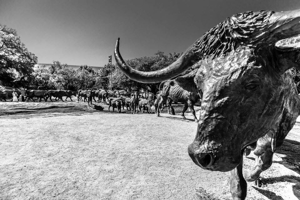 “Another Cattle Drive,” photo by Wade Brooks © 2017. Longhorns, Frisco, Texas.