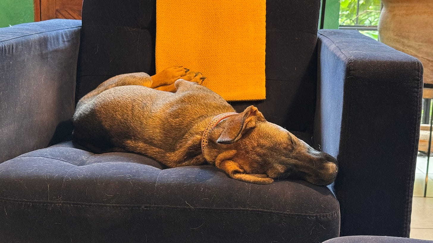 A dog asleep on a blue chair.