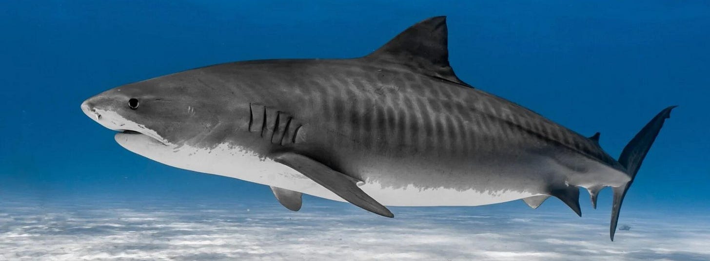 Tiger Shark
