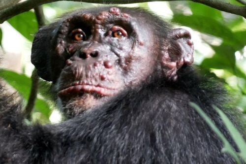 Chimpanzee with leprosy