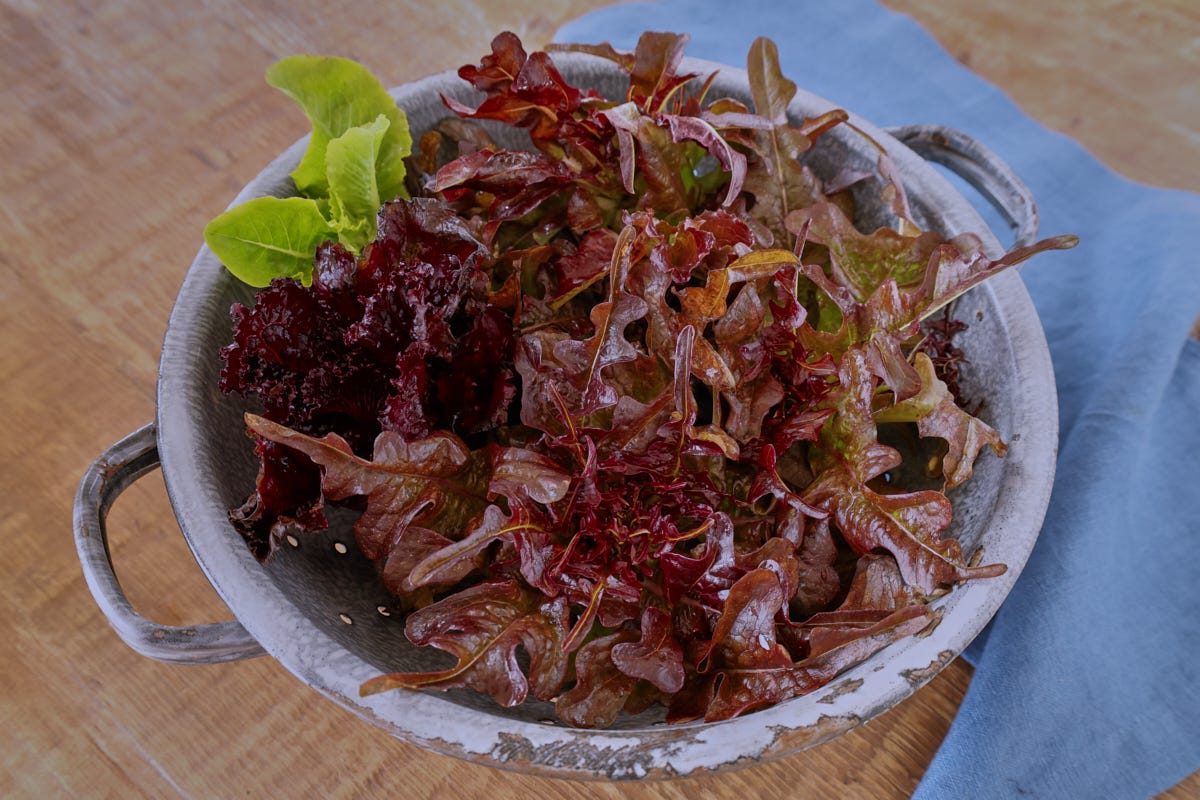 lettuce in a colander with a napkin lettuce in a colander with a napkin