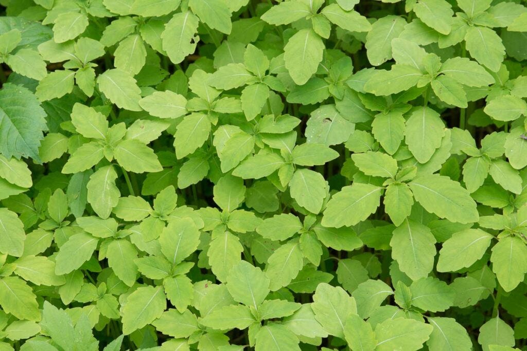 Jewelweed foliage