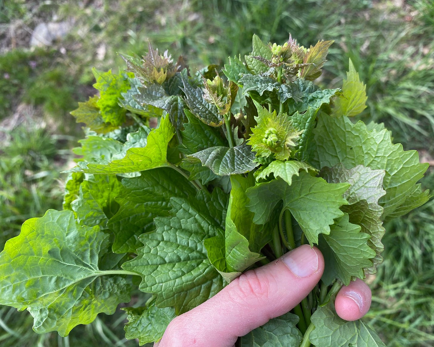 Garlic Mustard in hand