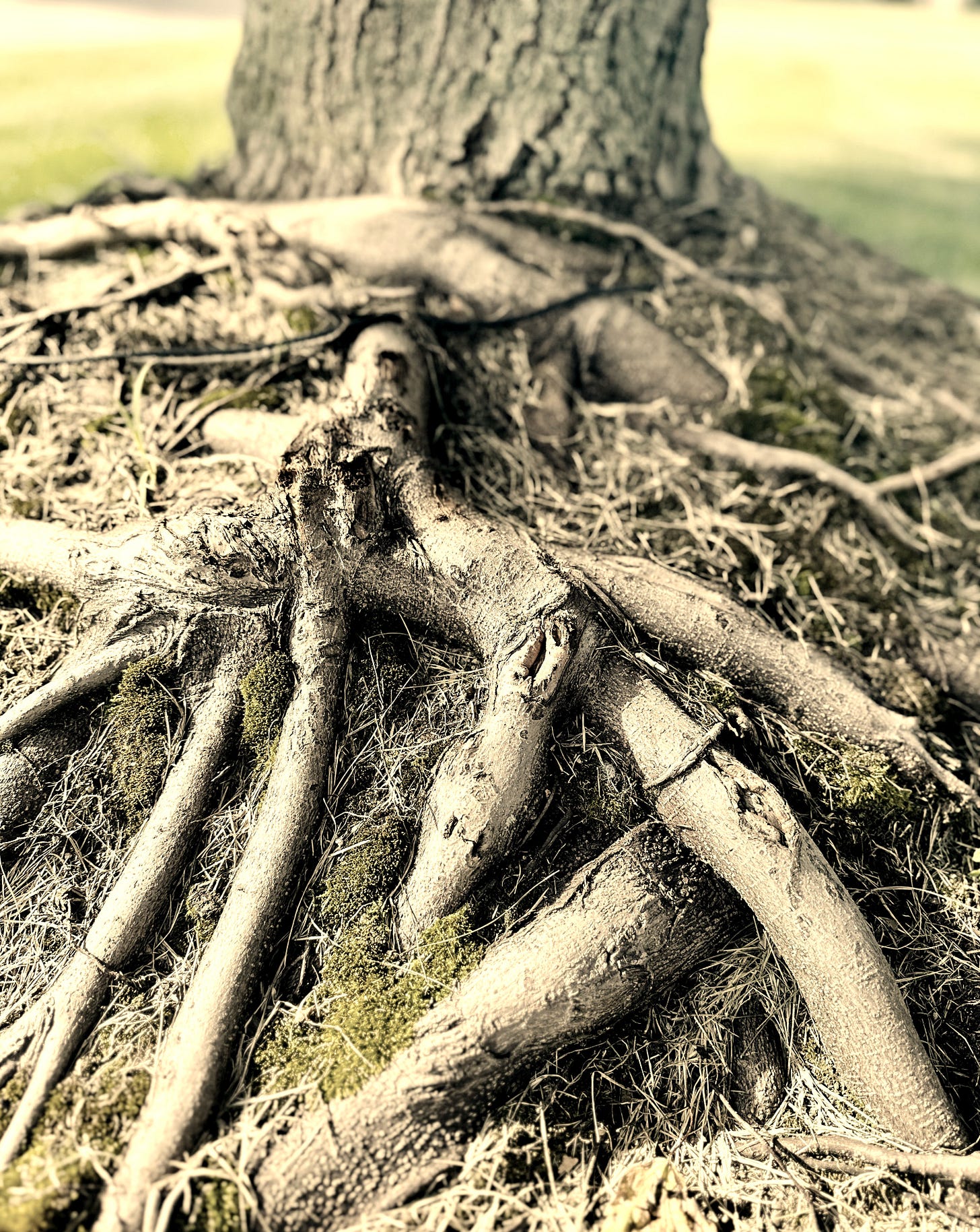 Tangled Roots of a tree
