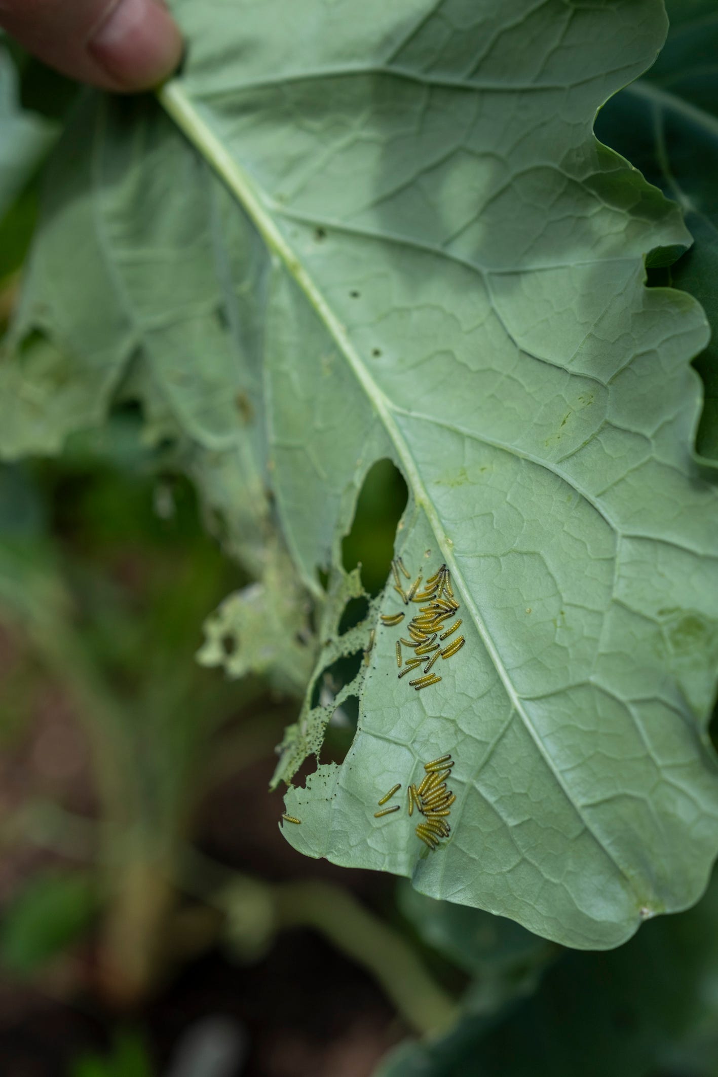 Young cabbage white caterpillars