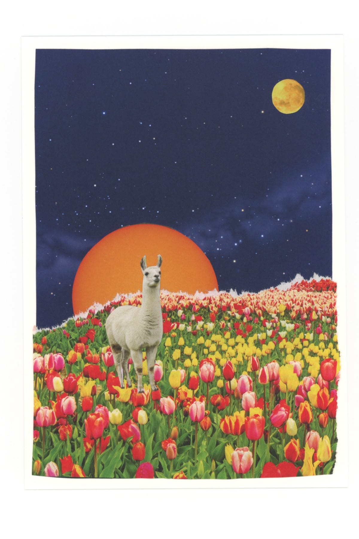 a collage of a white llama standing in a field of tulips. there's a night sky in the background, an orange rising planet/sun on the horizon, and a full moon in the sky.