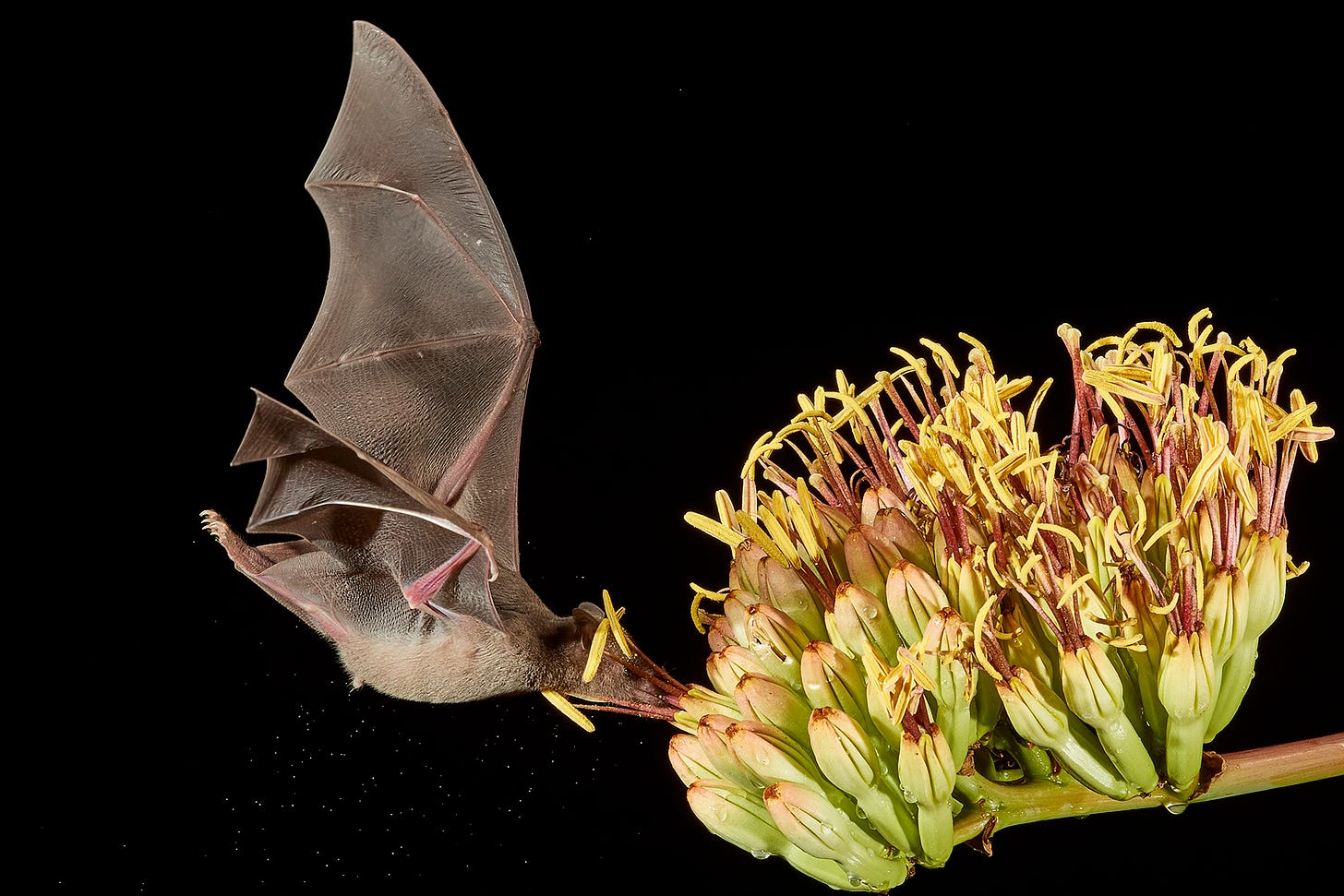 We Have Pollination! | Wild View