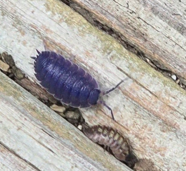a bright purple isopod on a wooden plank