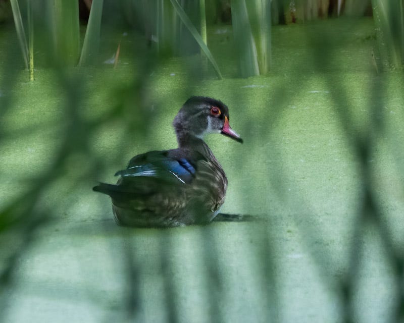 20250903-Sweetwater-11-Edit-Edit 2.jpg 20250903-Sweetwater-11-Edit-Edit 2.jpg