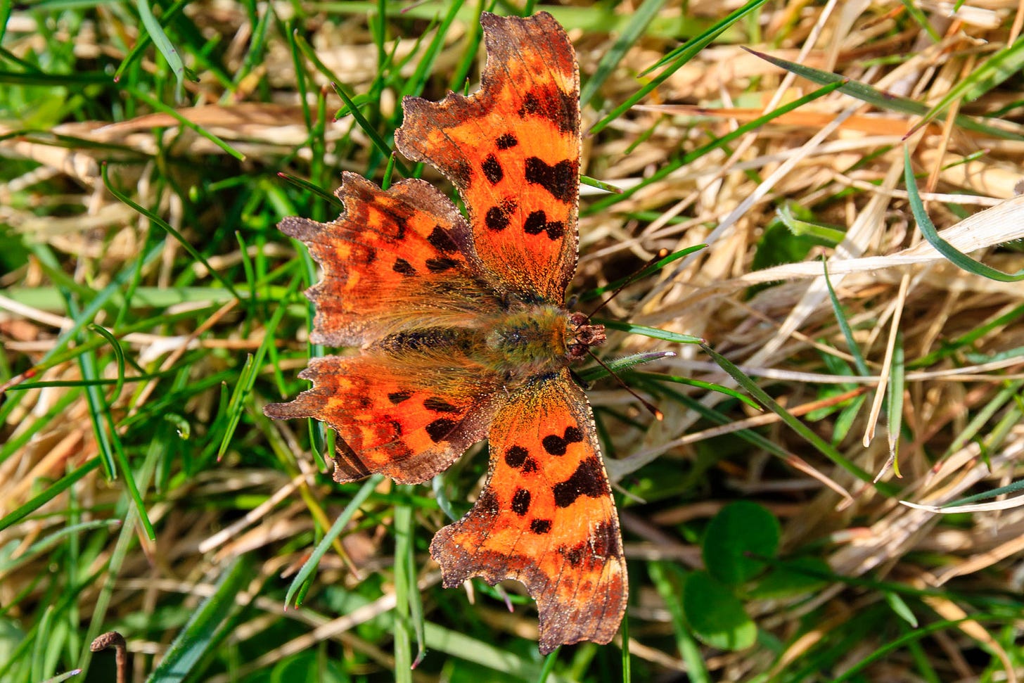 Comma butterfly © Felicity Martin