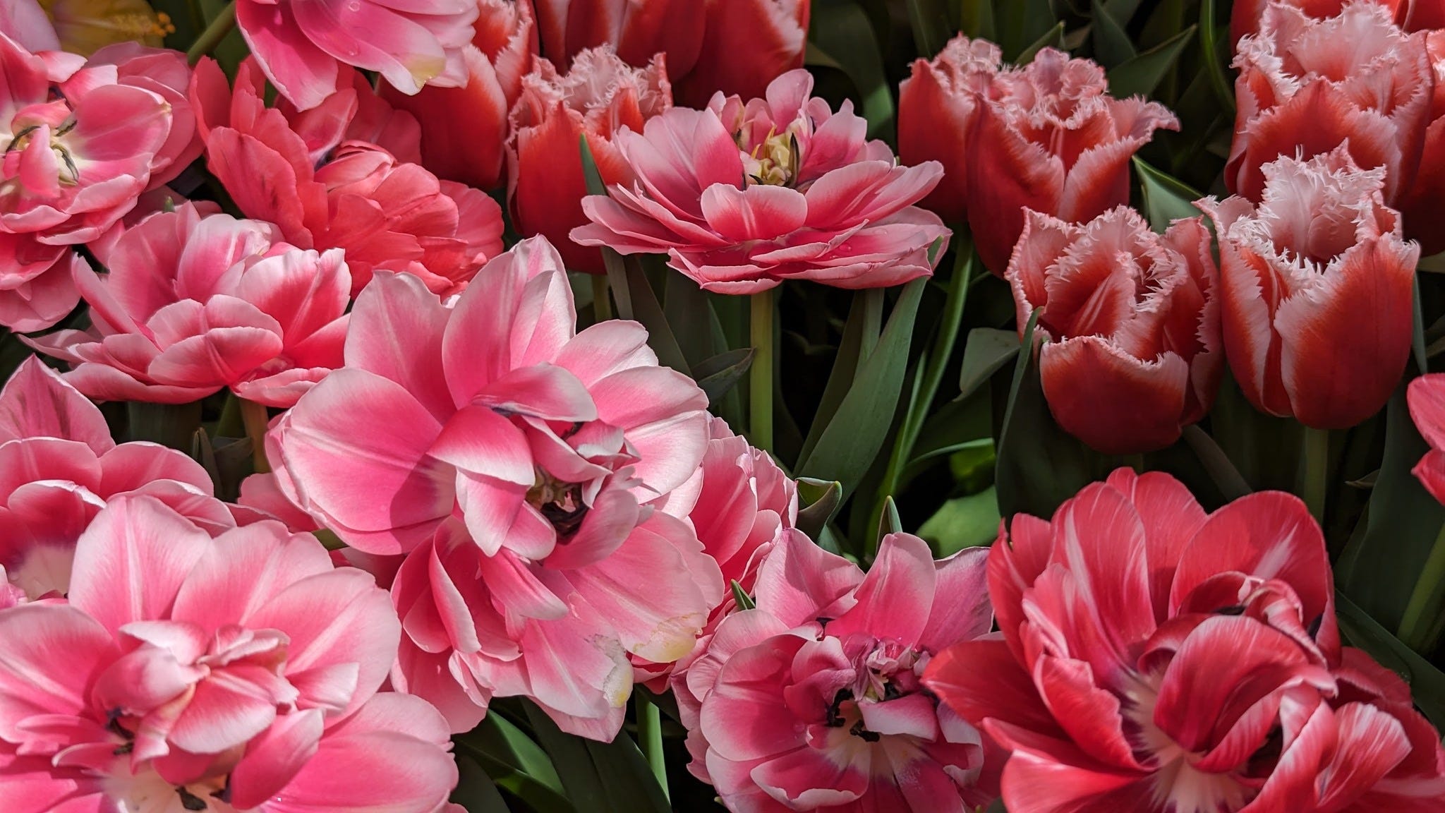 No photo description available.a cluter of beautiful red and pink flowers, with some green foliage