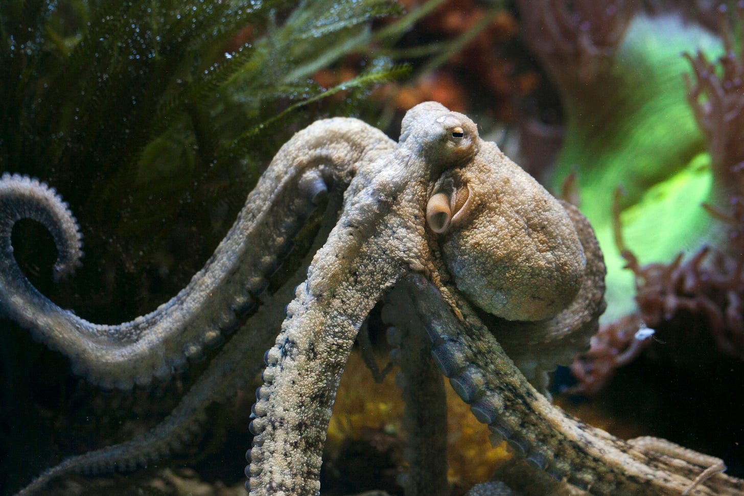 octopus octopus