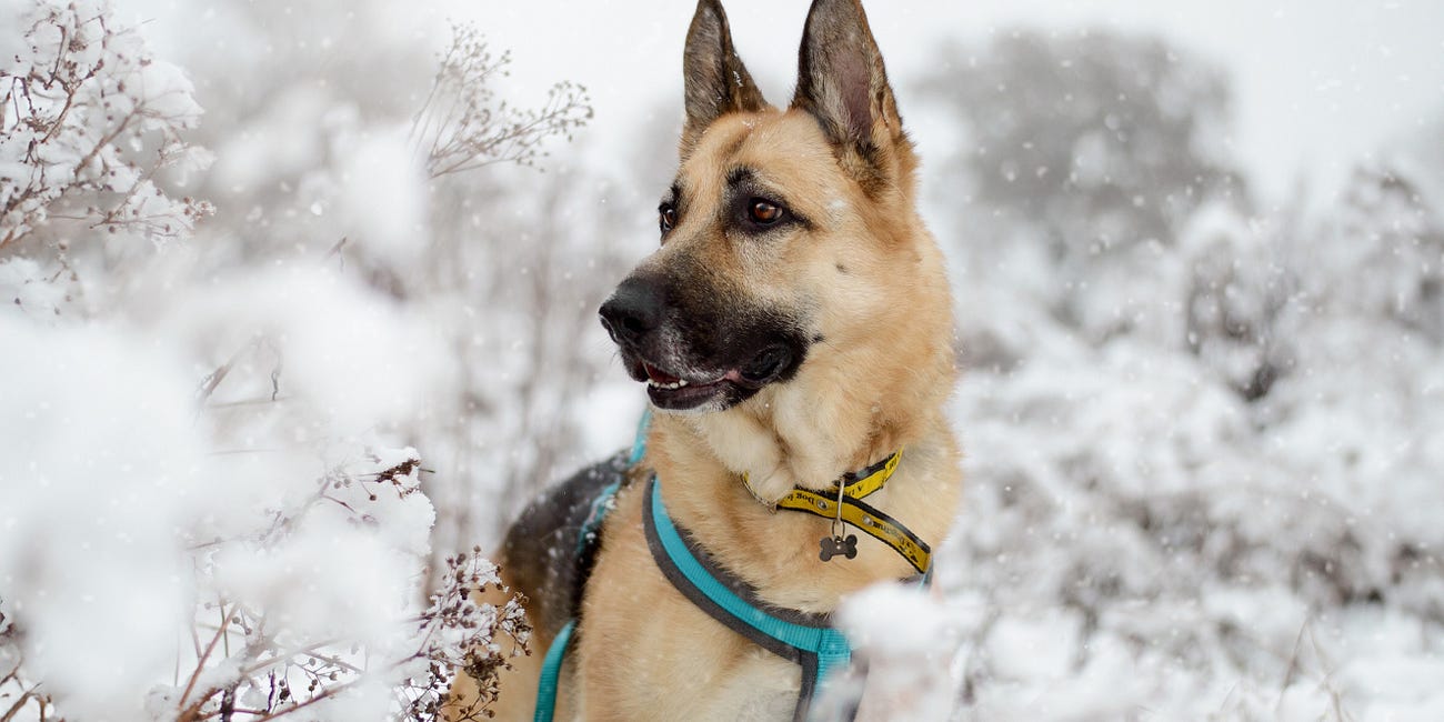 Inside Salisbury: Warning given to protect dogs
