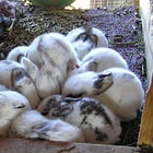 Trump Does Not Give A Single Sh*t Whether Birth Control's Legal Or Not, And That Makes Him Extra Dangerous