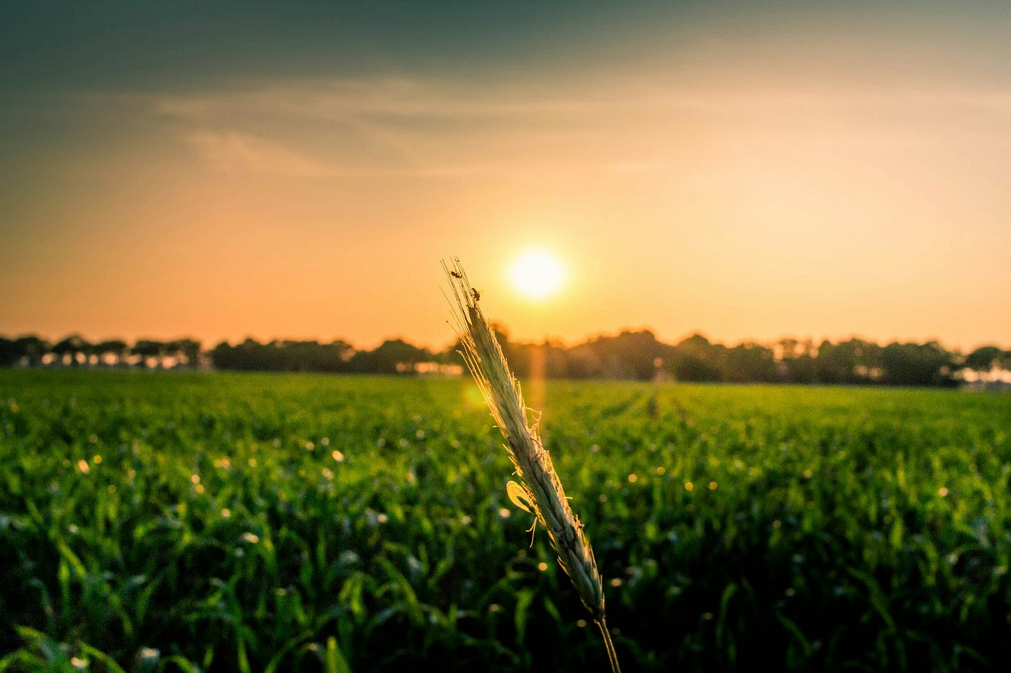A farm at sunset