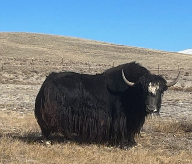 Yak Herd At Leon Lux’s Ranch