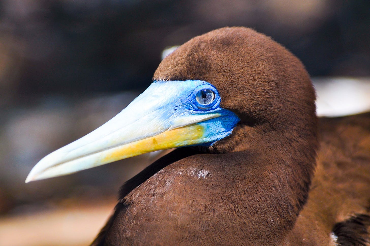 The brown booby is a sophisticated seabird - Australian Geographic The brown booby is a sophisticated seabird - Australian Geographic
