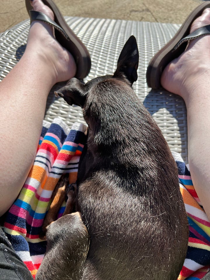 A Small Dog Named Paco