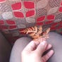Dipali Shrestha's avatar