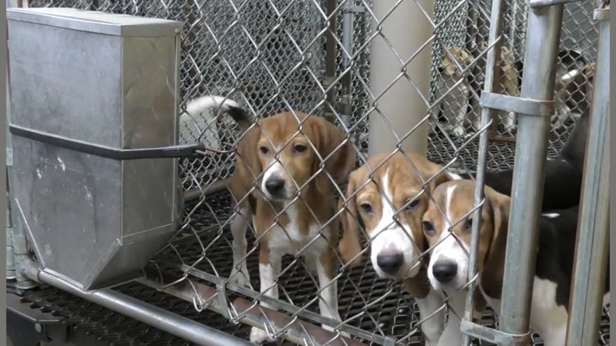 Ridglan Farm Beagles Ridglan Farm Beagles