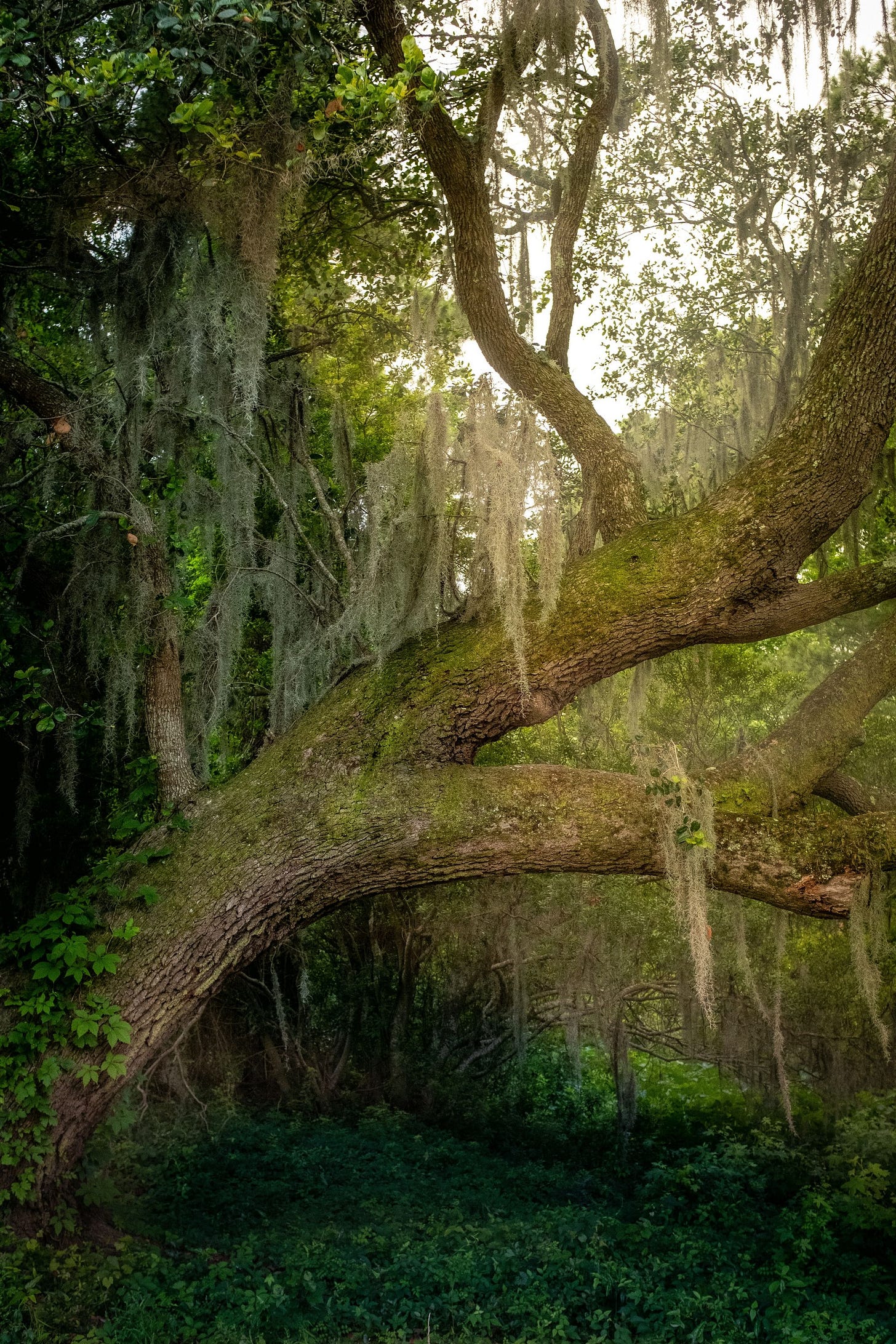 photo of spanish moss by adam kring via unsplash