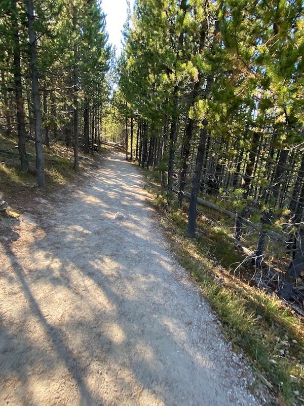 Stay on Course DeLacy Creek Trail