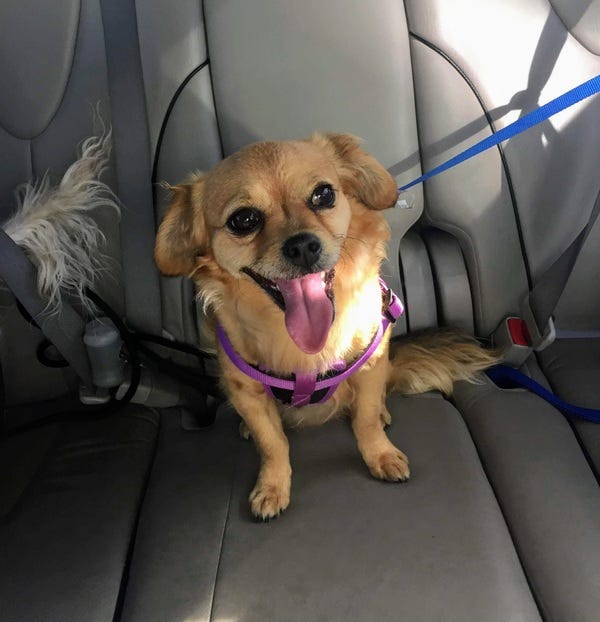 Papas, who belongs to loyal reader Nicki, enjoys riding in the car without a seatbelt. Want your pet to appear in The Highlighter? hltr.co/pets Papas, who belongs to loyal reader Nicki, enjoys riding in the car without a seatbelt. Want your pet to appear in The Highlighter? hltr.co/pets