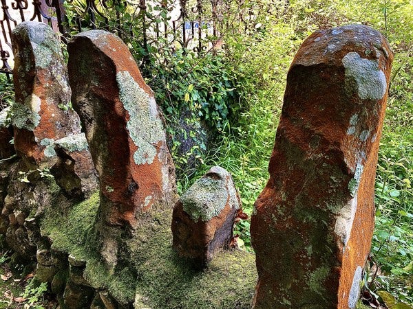 Rocas colonizadas por vegetalitos que beben agua de hierro frente a Rocadragón Rocas colonizadas por vegetalitos que beben agua de hierro frente a Rocadragón