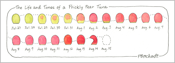 The Life and Times of a Prickly Pear Tuna, original analog version