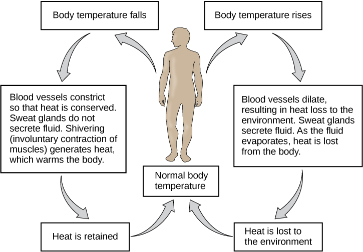 Thermoregulation | Fundamentals of Biology I