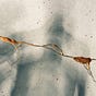 The Bone Lines's avatar