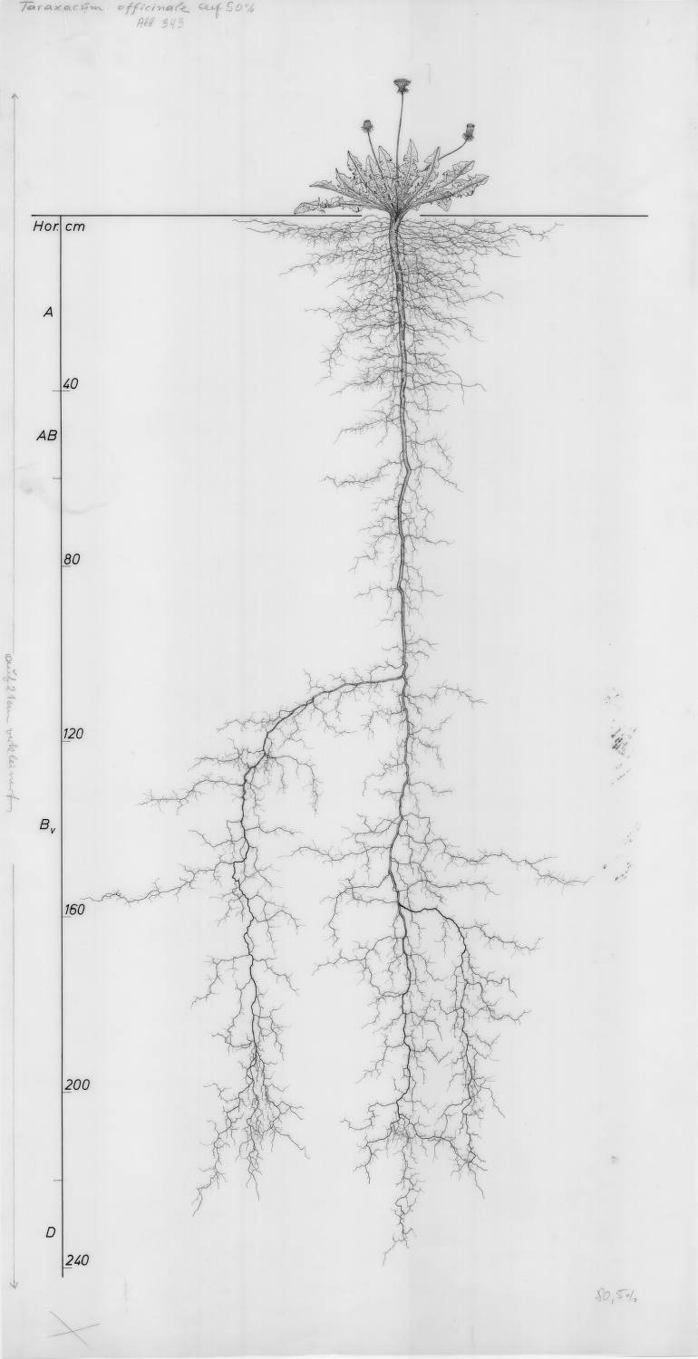 root drawing Taraxacum officinale, Lichtenegger, E. (1992), Wurzelatlas