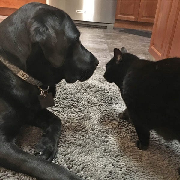 Picture of a black lab and a small black cat sitting on a piece of carpet looking at each other face to face