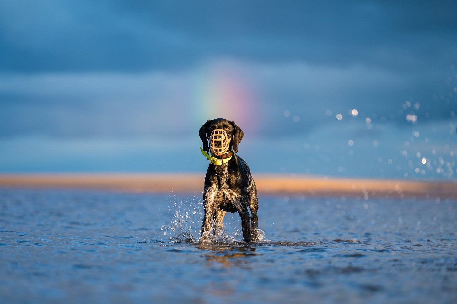 A black and white dog wearing a muzzle and a yellow collar walking through shallow water on a beach, with a rainbow and cloudy sky in the background. A black and white dog wearing a muzzle and a yellow collar walking through shallow water on a beach, with a rainbow and cloudy sky in the background.