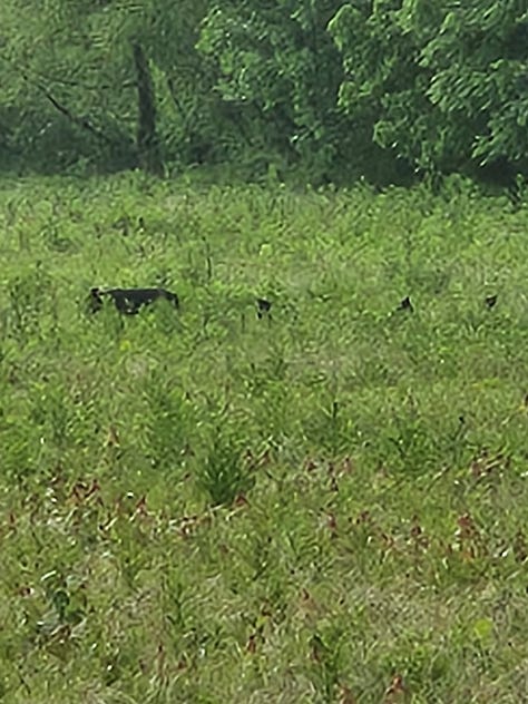 A grown bear and three cubs in Smoky Mountain National Park