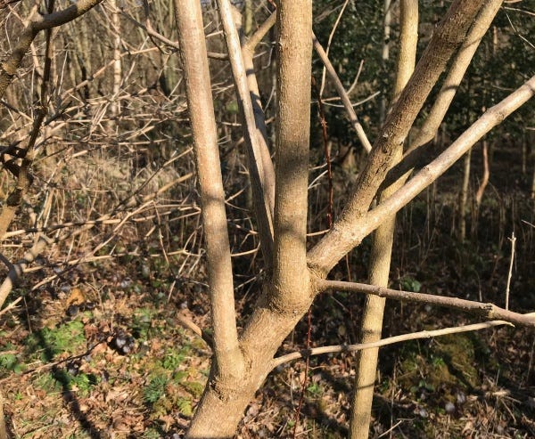 Brown bark stems of Viburnum opulus and a tray of drying bark strips