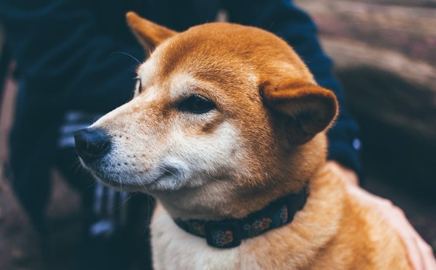 Iba Shinu dog Iba Shinu dog