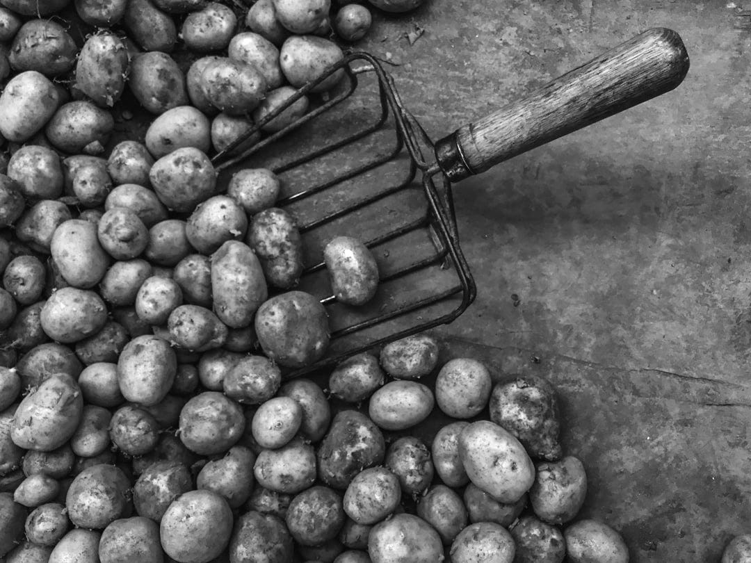 pile of potatoes with shovel pile of potatoes with shovel