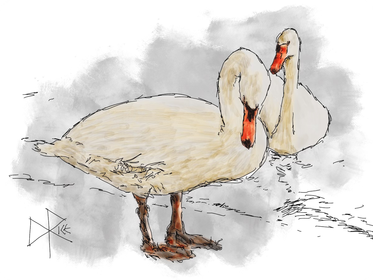 Two swans at the water’s edge. One stands on the shore as the other floats on the shallow water. Sketch art by Don Rice.